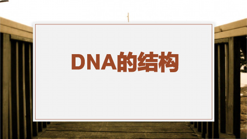 3.2DNA的结构说课课件高一下学期生物人教版必修2