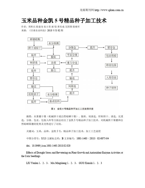 玉米品种金凯5号精品种子加工技术