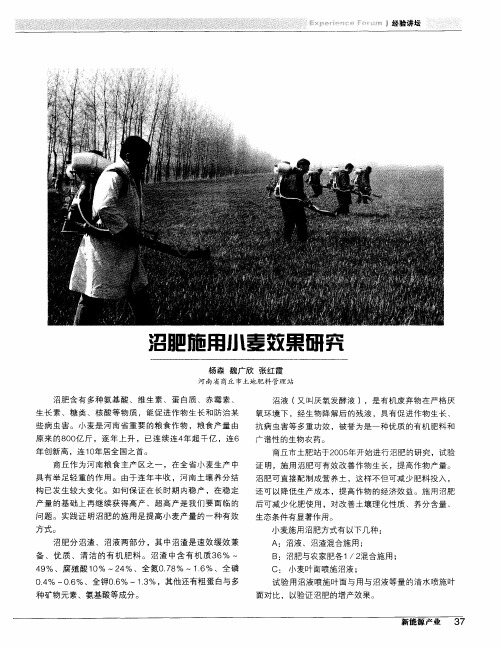 沼肥施用小麦效果研夯