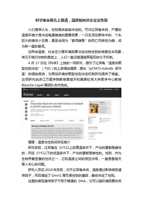 科学家从根儿上搞清，温度如何决定宝宝性别