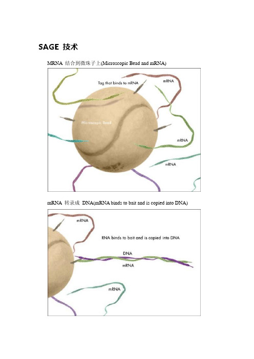 基因表达系列分析(Serial Analysis of Gene Expression,SAGE)技术