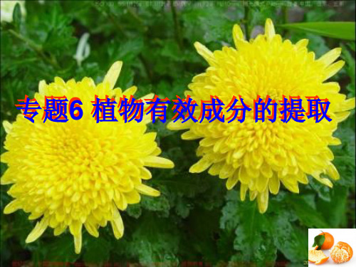 植物有效成分的提取 PPT