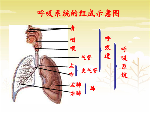 呼吸系统的组成示意图