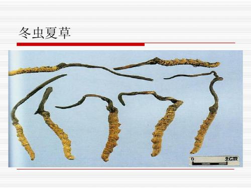 虫草、燕窝培训资料