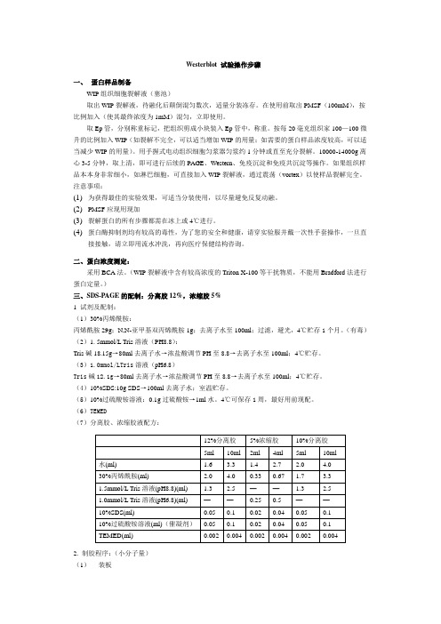 Westerblot 试验操作步骤