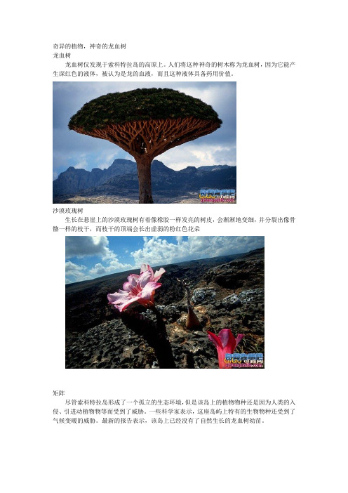 奇异的植物神奇的龙血树