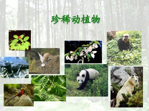 24、珍稀动植物课件