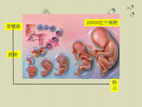 基因的选择性表达及表观遗传实用课件【精选】