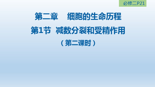 【课件】减数分裂(卵细胞的形成过程)+课件高一下学期生物人教版(2019)必修2