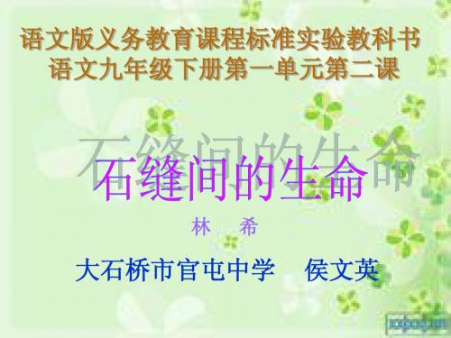 《石缝间的生命》-说课课件
