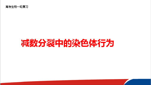 高考生物一轮复习减数分裂中的染色体行为精品PPT课件