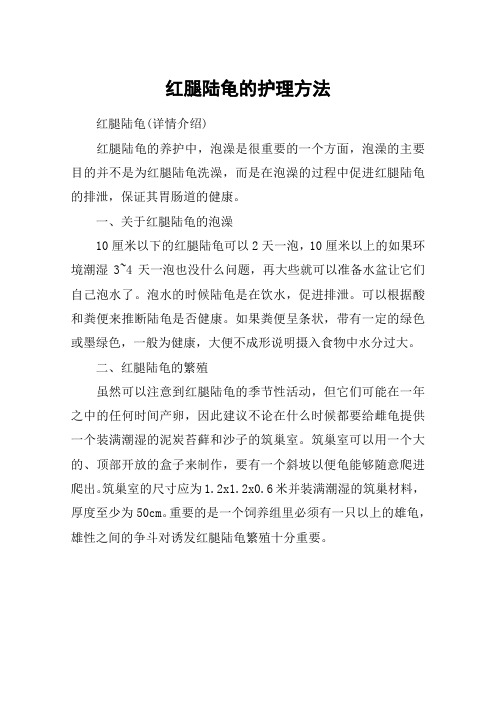 红腿陆龟的护理方法