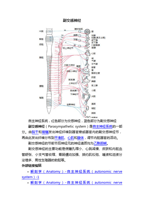 副交感神经