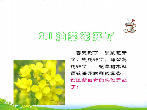 【教科版】教材《油菜花开了》PPT-优秀