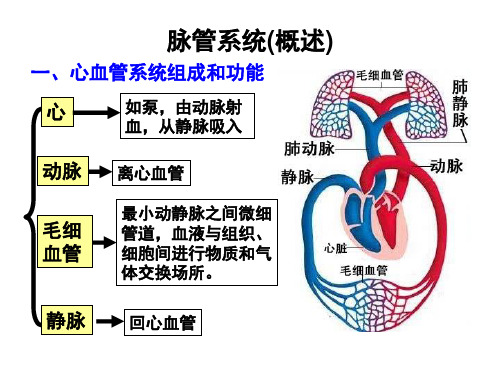 人体解剖学----心脏