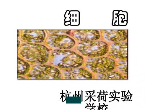 七年级科学细胞2(201909)