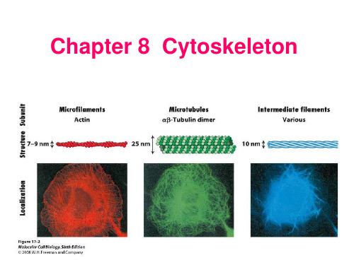 《细胞生物学》——细胞8章 细胞骨架1