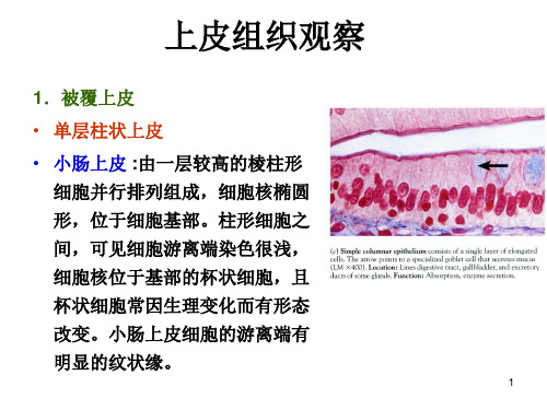 上皮组织观察实验