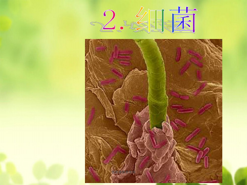 青岛小学科学六上《2、细菌》PPT课件 (2)