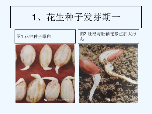 花生生长全过程图谱