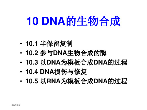 DNA的生物合成PPT课件