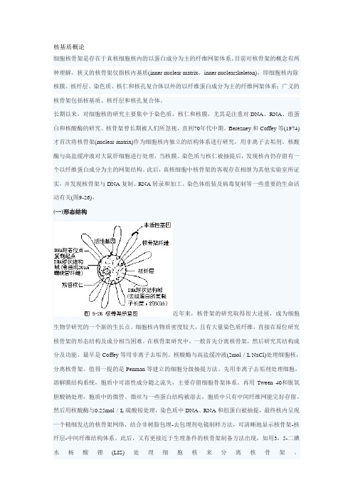 细胞骨架(cytoskeleton)