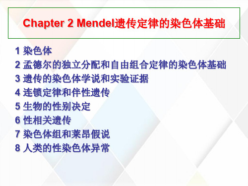 孟德尔遗传定律的生物染色体基础