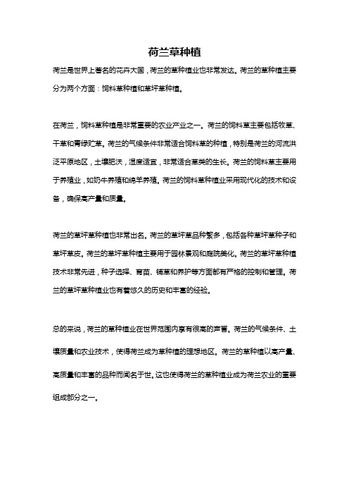 荷兰草种植