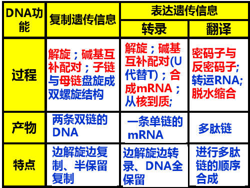 4.2基因对性状的控制