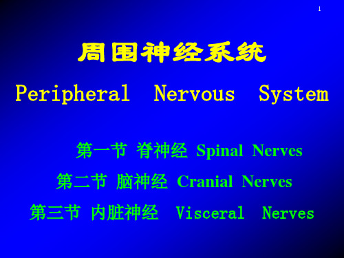 周围神经系统PPT课件