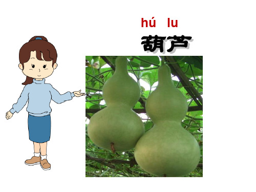 14《我要的是葫芦》课件ppt