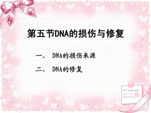 DNA的损伤与修复