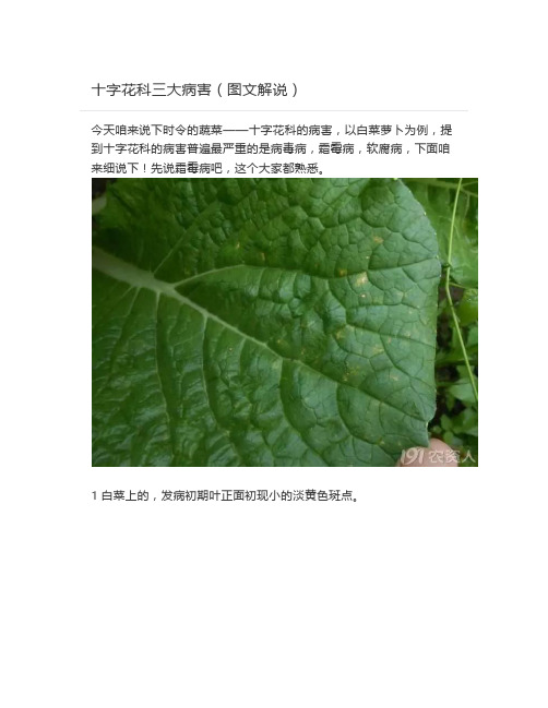 十字花科三大病害(图文解说)