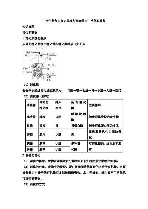 【新】中考生物复习知识梳理与配套练习：消化和吸收