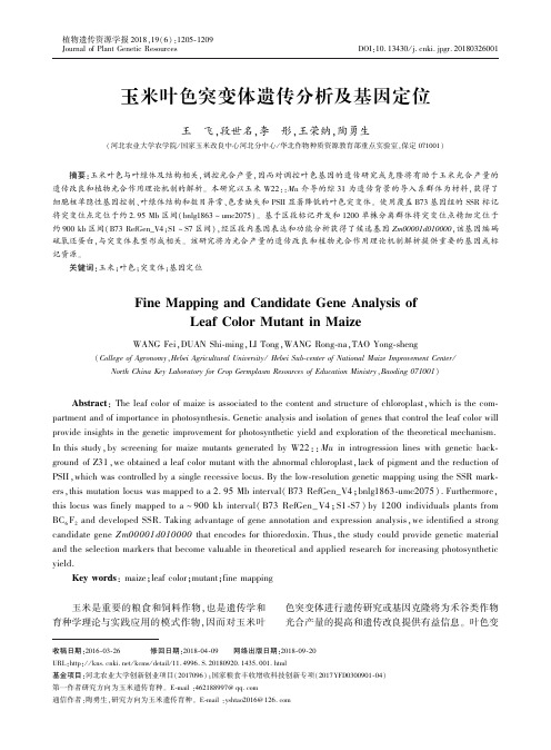玉米叶色突变体遗传分析及基因定位