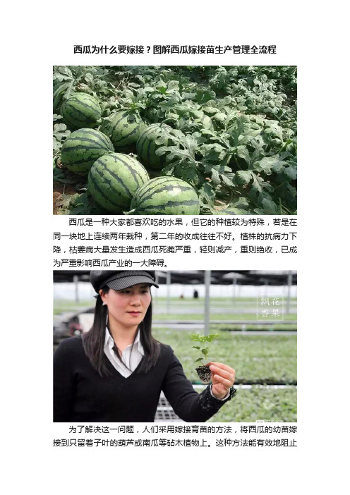 西瓜为什么要嫁接？图解西瓜嫁接苗生产管理全流程