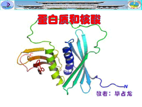 蛋白质和核酸第一课时公开课