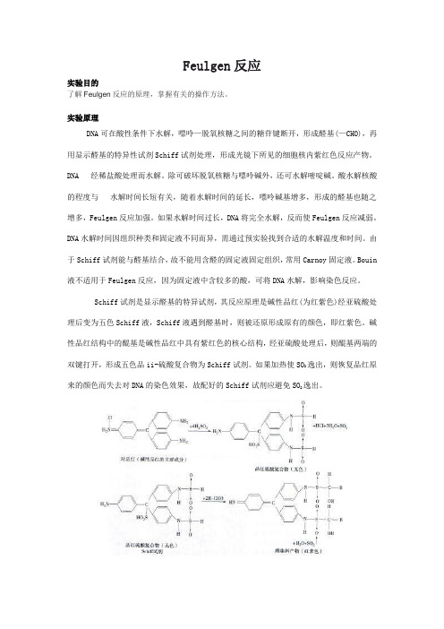 Feulgen反应