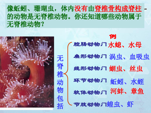 广东省佛山市中大附中三水实验中学八年级生物上册 5.1.4 鱼课件 (新版)新人教版