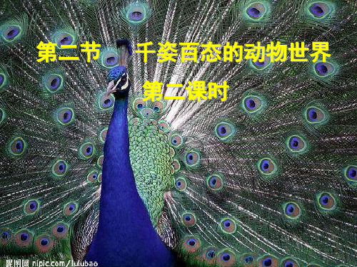 苏教版初中生物八上千姿百态的动物世界 课件