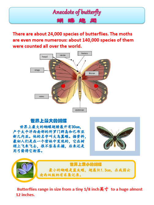 小学生英语阅读- 蝴蝶的介绍Butterfly reading