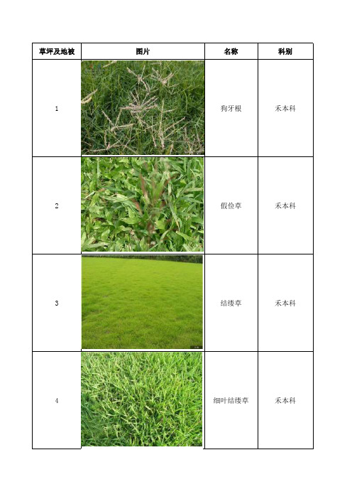 草坪及地被