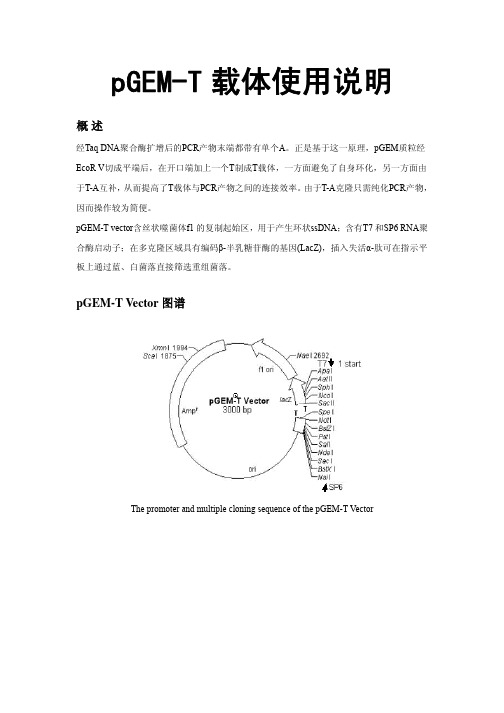 pGEM-T载体说明书