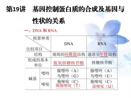 基因指导蛋白质的合成及对性状的控制