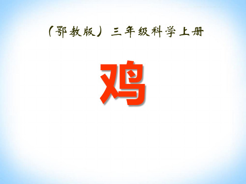 《鸡》家养小动物(最新)ppt