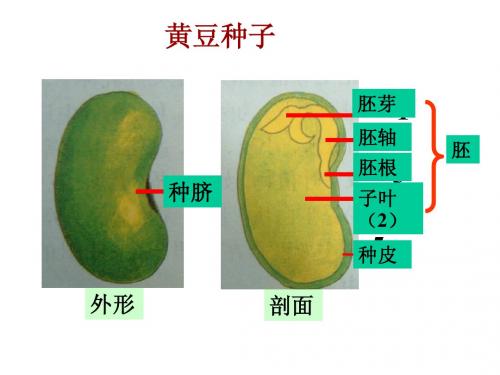 第四节植物的一生第二课时