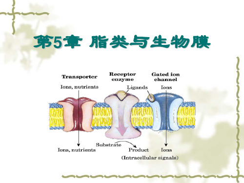 《生物化学》教学课件：第5章 脂类与生物膜