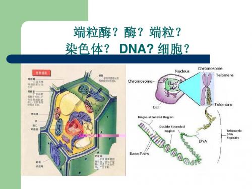 端粒酶