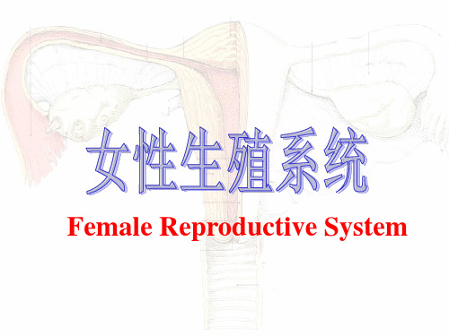 组织学与胚胎学-女性生殖系统