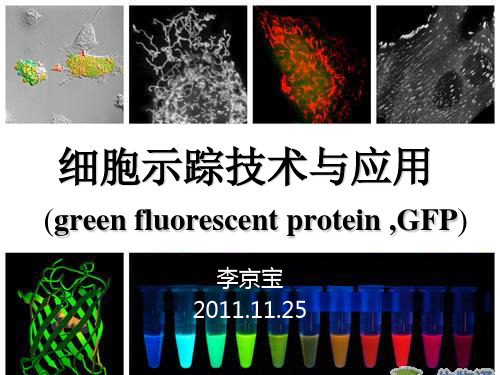 细胞示踪技术与应用(GFP)